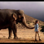 Der Elefantenbulle Ahmed